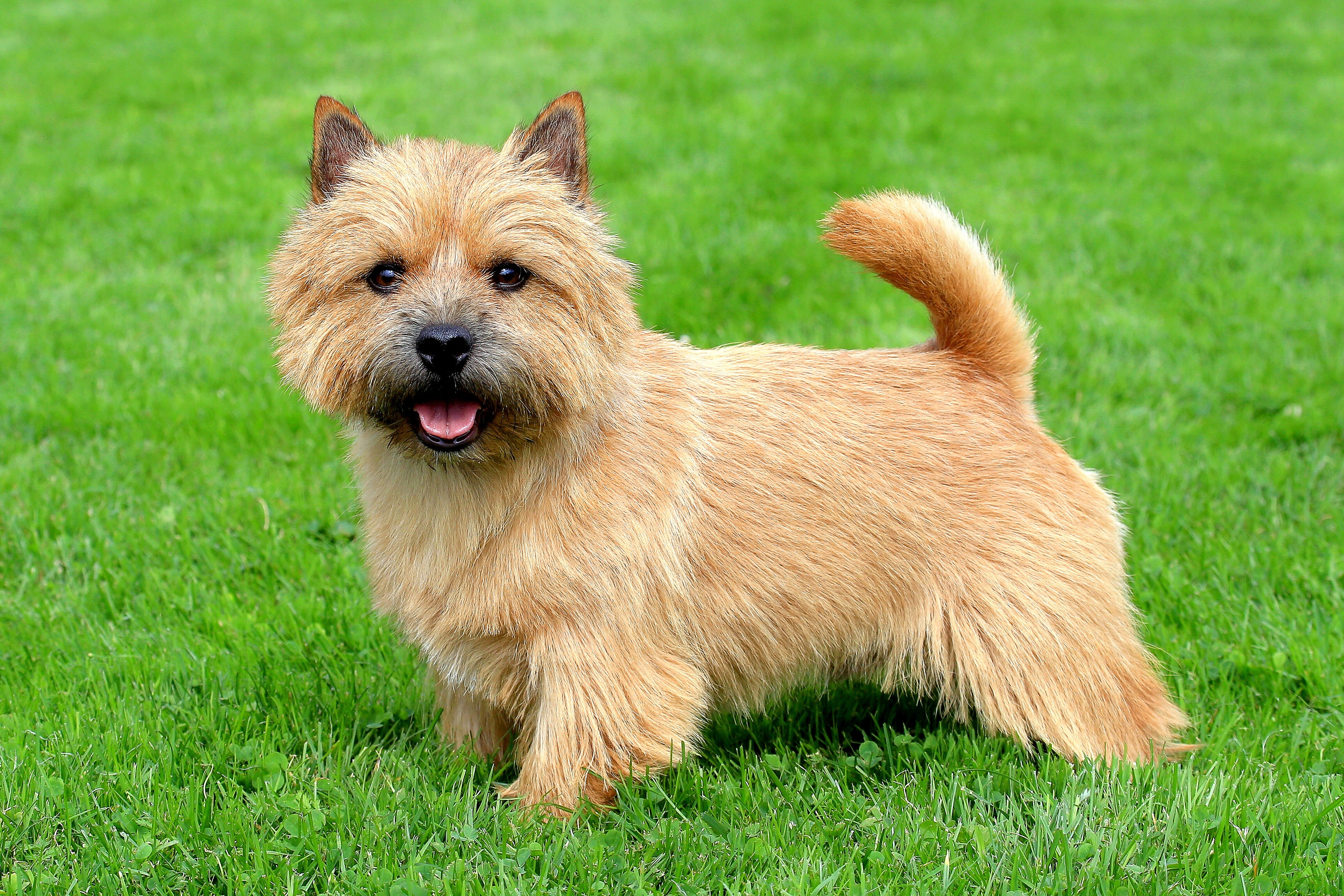 Norwich Terrier Dog Breed Adoption Information Petfinder
